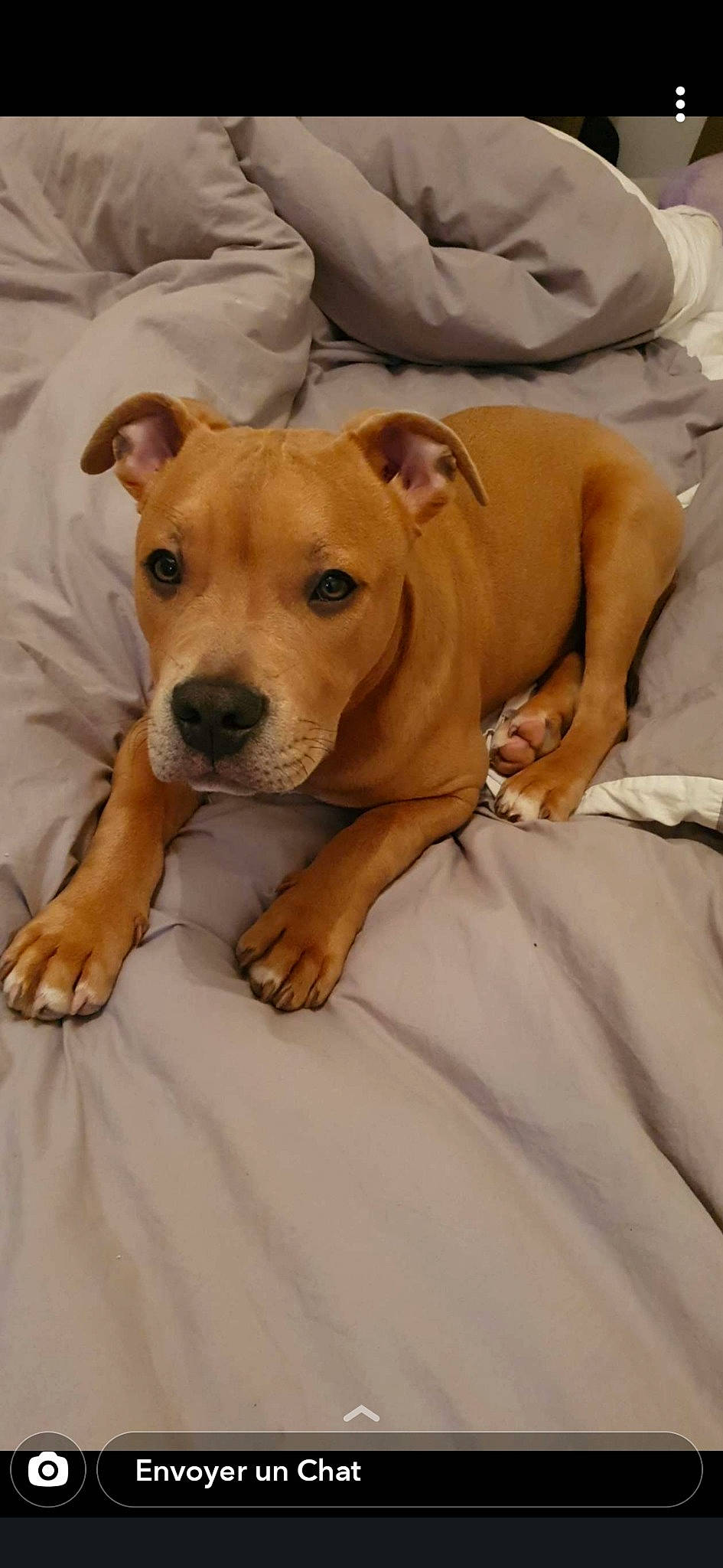 Jacko a rejoint le concours — aidez-le/la à gagner de superbes lots ! canidae, carnivore, comfort, companion_dog, dog, dog_breed, dog_supply, fawn, linens, mammal, neck, non_sporting_group, skin, snout, sporting_group, tan, terrestrial_animal, whiskers, working_animal, working_dog