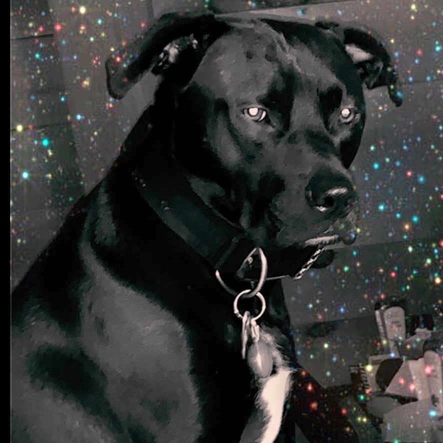 Wally is registered to the contest to win money with this photo: accessories, animal, boxer, bulldog, canine, collar, dog, face, head, hound, jewelry, labradorretriever, leash, necklace, person, pet, photography, pitbull, portrait, puppy