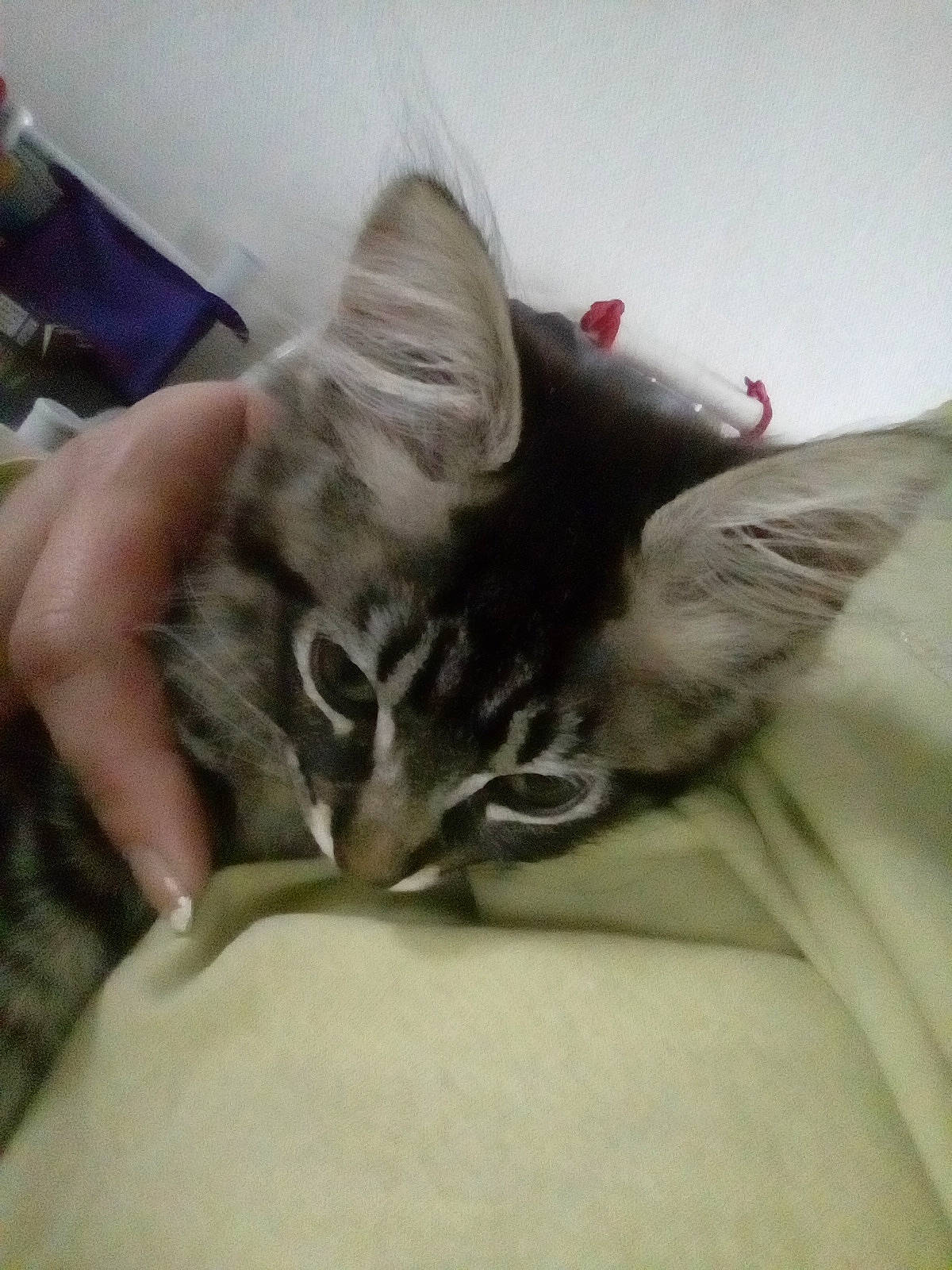 Tarzan participe au concours pour gagner de l'argent avec cette photo : bed, carnivore, cat, claw, comfort, domestic_short_haired_cat, eye, felidae, fur, gesture, grey, human_leg, linens, nap, paw, sleep, small_to_medium_sized_cats, snout, tail, whiskers