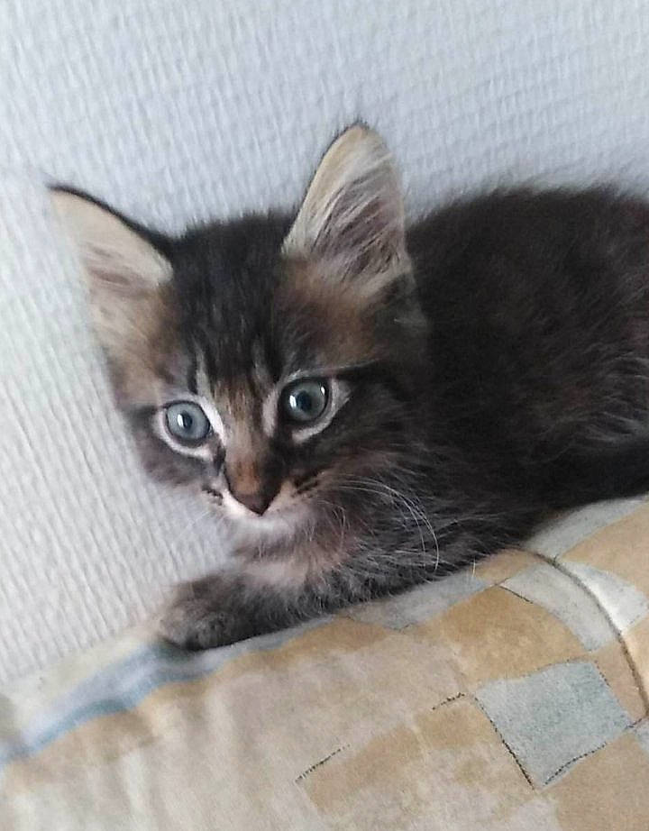 Tarzan participe au concours pour gagner de l'argent avec cette photo : carnivore, cat, claw, comfort, domestic_short_haired_cat, felidae, flooring, fur, paw, small_to_medium_sized_cats, snout, tail, tile_flooring, whiskers