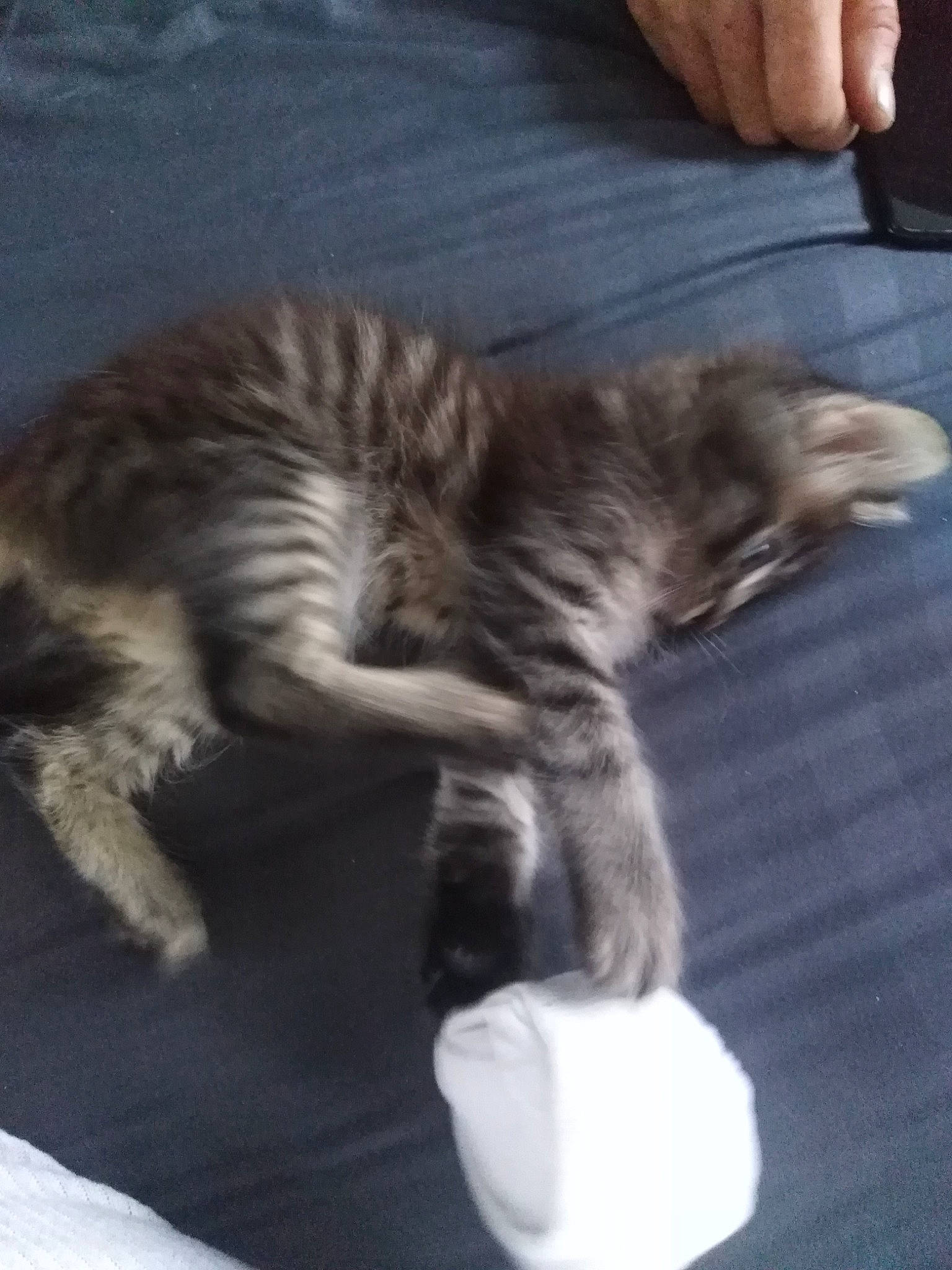 Tarzan a rejoint le concours — aidez-le/la à gagner de superbes lots ! carnivore, cat, claw, comfort, domestic_short_haired_cat, felidae, flooring, fur, gesture, hardwood, nail, nap, paw, small_to_medium_sized_cats, tail, whiskers