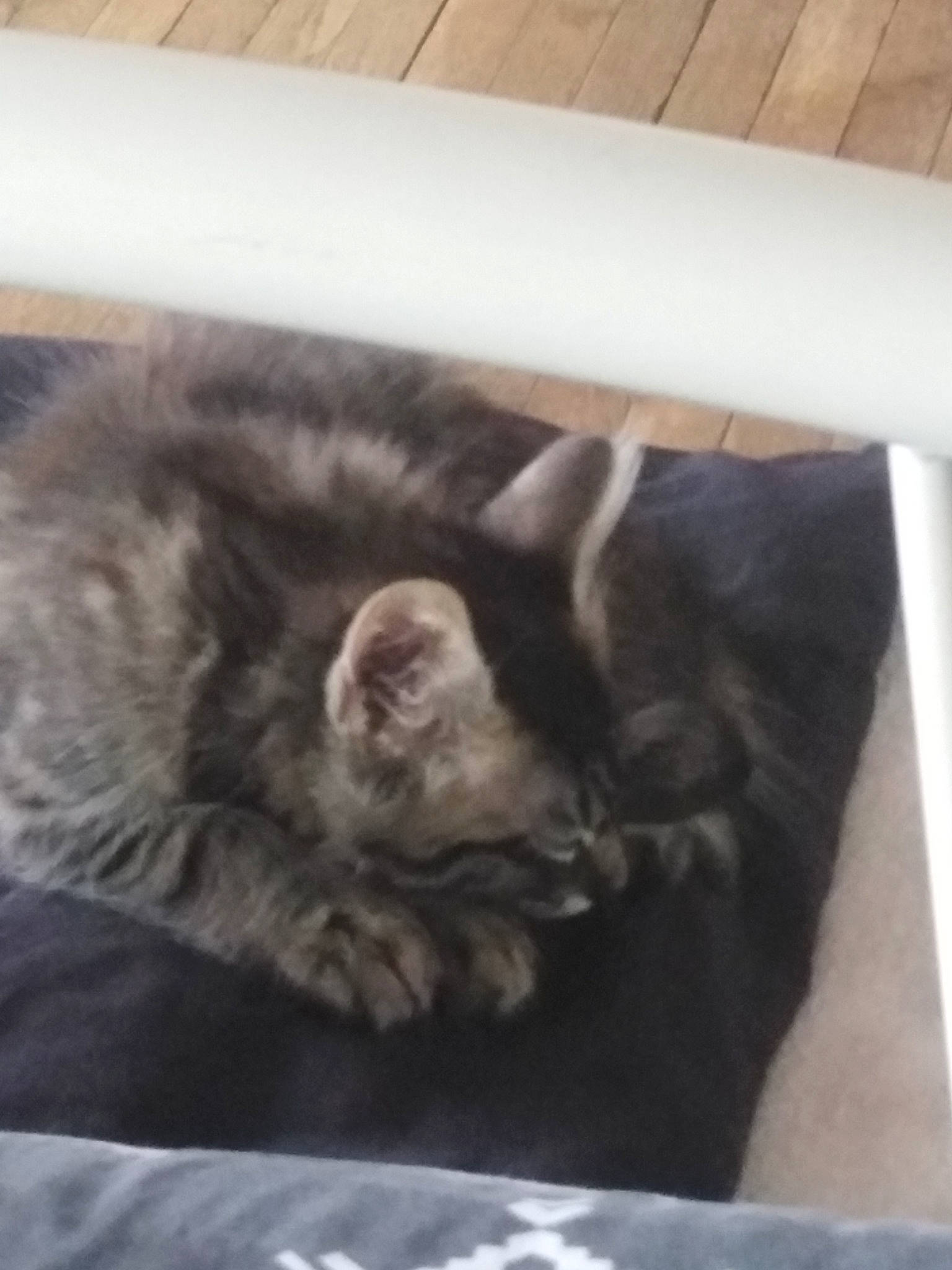 Tarzan participe au concours pour gagner de l'argent avec cette photo : carnivore, cat, claw, comfort, domestic_short_haired_cat, felidae, fur, nap, paw, small_to_medium_sized_cats, tail, terrestrial_animal, whiskers