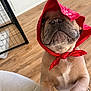dog, red_bandana, pet, indoor, wooden_floor, curious, close_up, animal, canine, fur, muzzle, headwear, domestic_animal, looking_up, paws, standing, background, furniture, home, cute