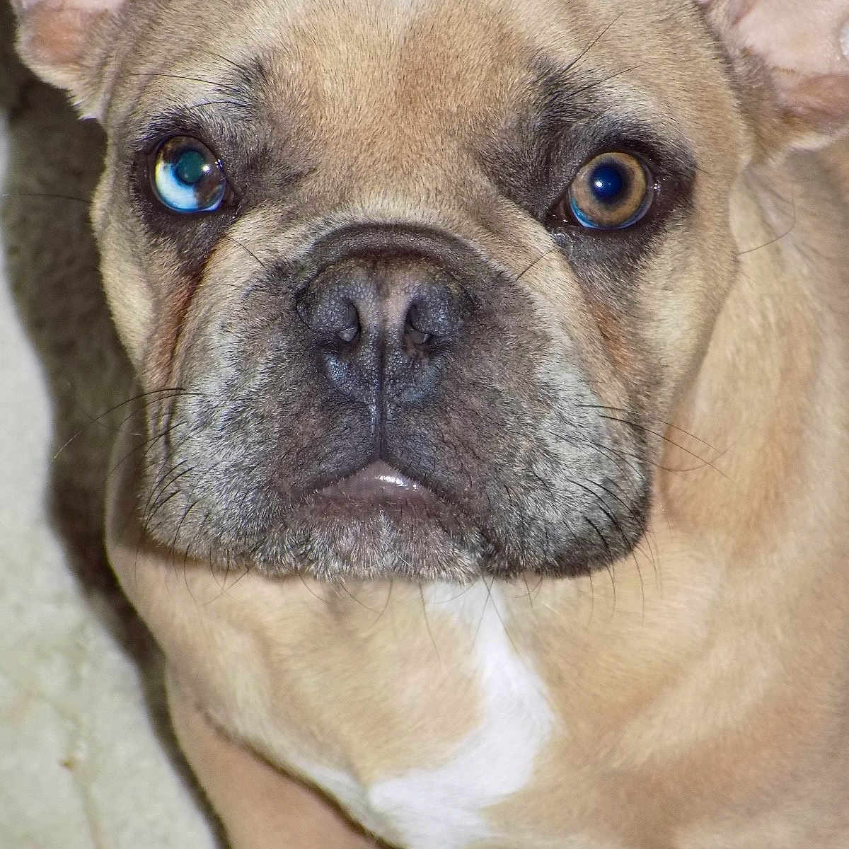 Archivaldo is registered to the contest to win money with this photo: animal, close_up, companion, cute, dog, domestic_animal, ears, expression, face, french_bulldog, heterochromia, indoor, looking_at_camera, mammal, nose, pet, portrait, short_fur, tan_fur, whiskers