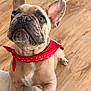 Archivaldo is registered to the contest to win money with this photo: dog, french_bulldog, puppy, red_bandana, pet, animal, indoor, wooden_floor, cute, looking_up, close_up, paw, light_brown_fur, adorable, companion, domestic_animal, friendly, young_dog, pet_accessory, canine