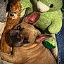dog, french_bulldog, plush_toys, stuffed_animals, green_bear, brown_toy, cozy, indoor, pet, cute, snuggling, ears, fur, resting, close_up, animal, toy_collection, relaxed, home, comfort