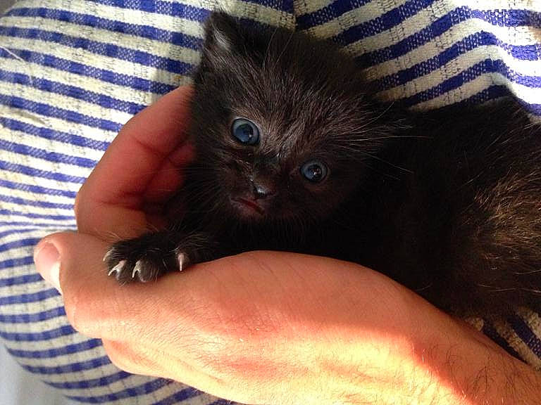 Salem participe au concours pour gagner de l'argent avec cette photo : black_cat, carnivore, cat, claw, comfort, domestic_short_haired_cat, eye, fawn, felidae, finger, foot, fur, gesture, nail, paw, small_to_medium_sized_cats, snout, tail, thumb, whiskers