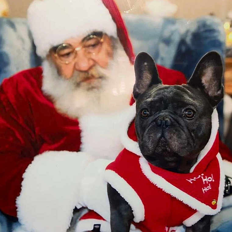 Azul a rejoint le concours — aidez-le/la à gagner de superbes lots ! accessories, adult, animal, bostonbull, bulldog, canine, christmas, dog, face, festival, frenchbulldog, glasses, head, male, man, person, pet, puppy, santaclaus