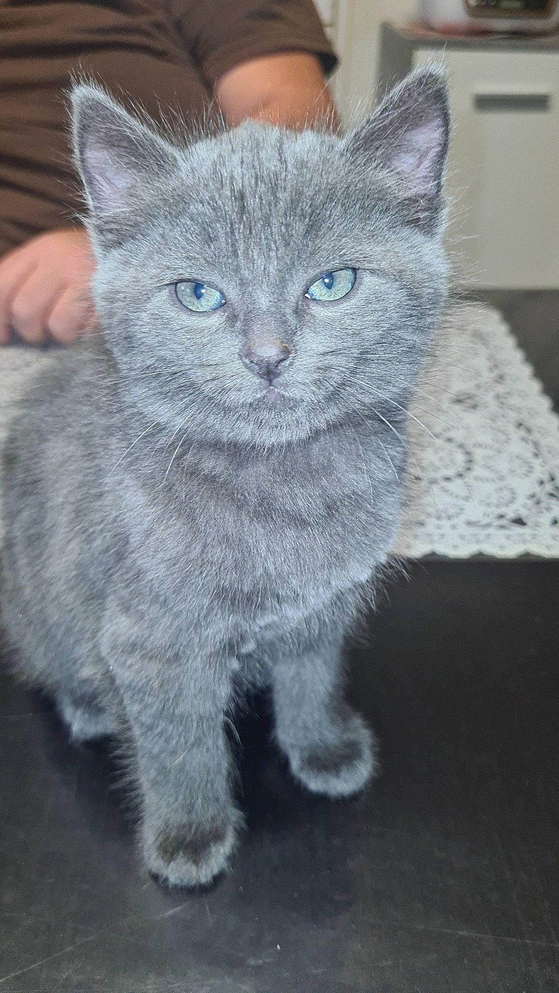 Tigri a rejoint le concours — aidez-le/la à gagner de superbes lots ! carnivore, cat, domestic_short_haired_cat, electric_blue, felidae, fur, grey, paw, russian_blue, sitting, small_to_medium_sized_cats, snout, tail, terrestrial_animal, whiskers, window