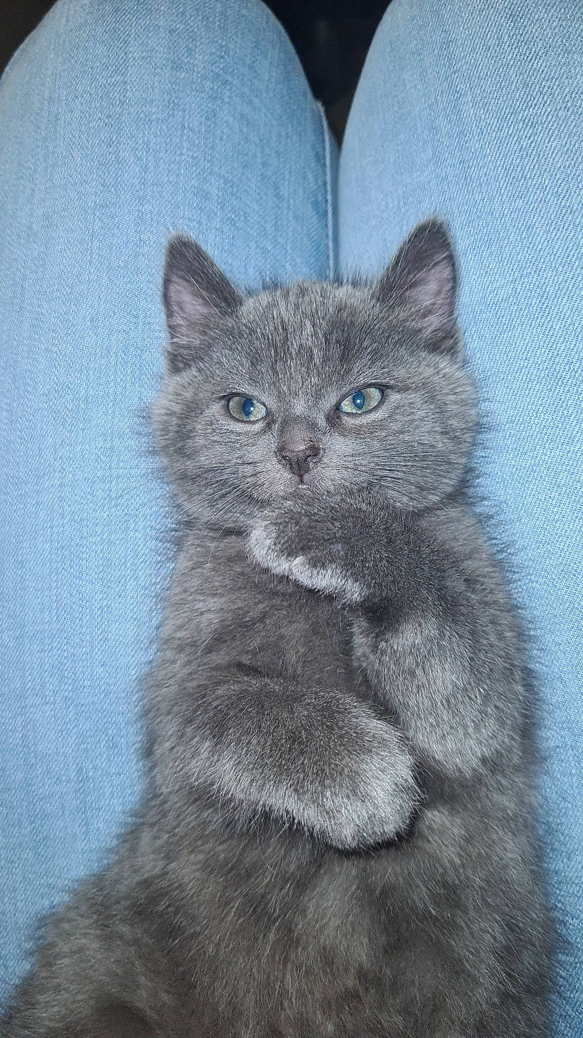 Tigri a rejoint le concours — aidez-le/la à gagner de superbes lots ! art, carnivore, cat, comfort, domestic_short_haired_cat, electric_blue, eye, felidae, fur, grey, illustration, russian_blue, small_to_medium_sized_cats, snout, tail, terrestrial_animal, whiskers, window