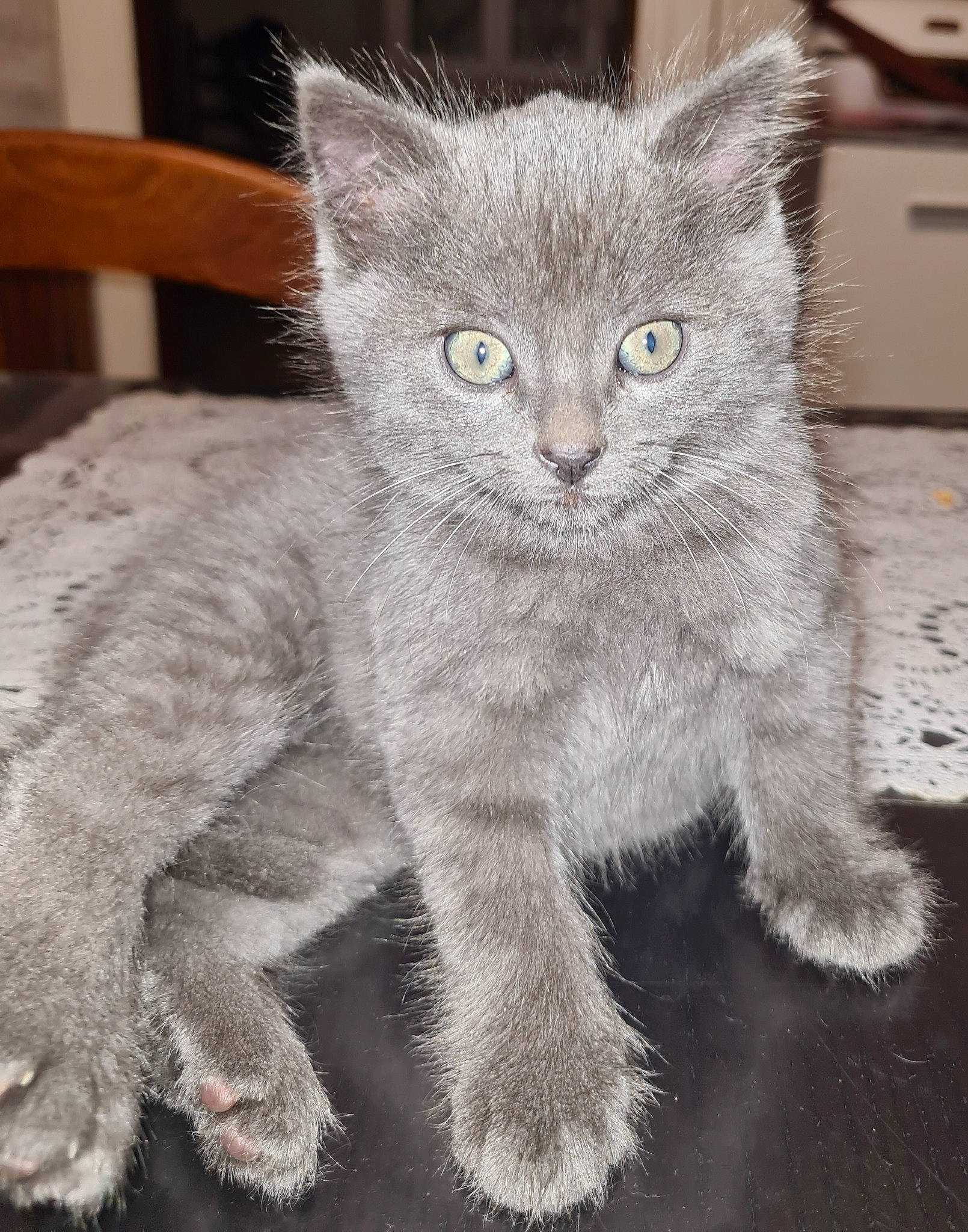 Tigri participe au concours pour gagner de l'argent avec cette photo : carnivore, cat, claw, domestic_short_haired_cat, felidae, fur, grey, paw, photo_caption, russian_blue, small_to_medium_sized_cats, snout, tail, terrestrial_animal, whiskers, window