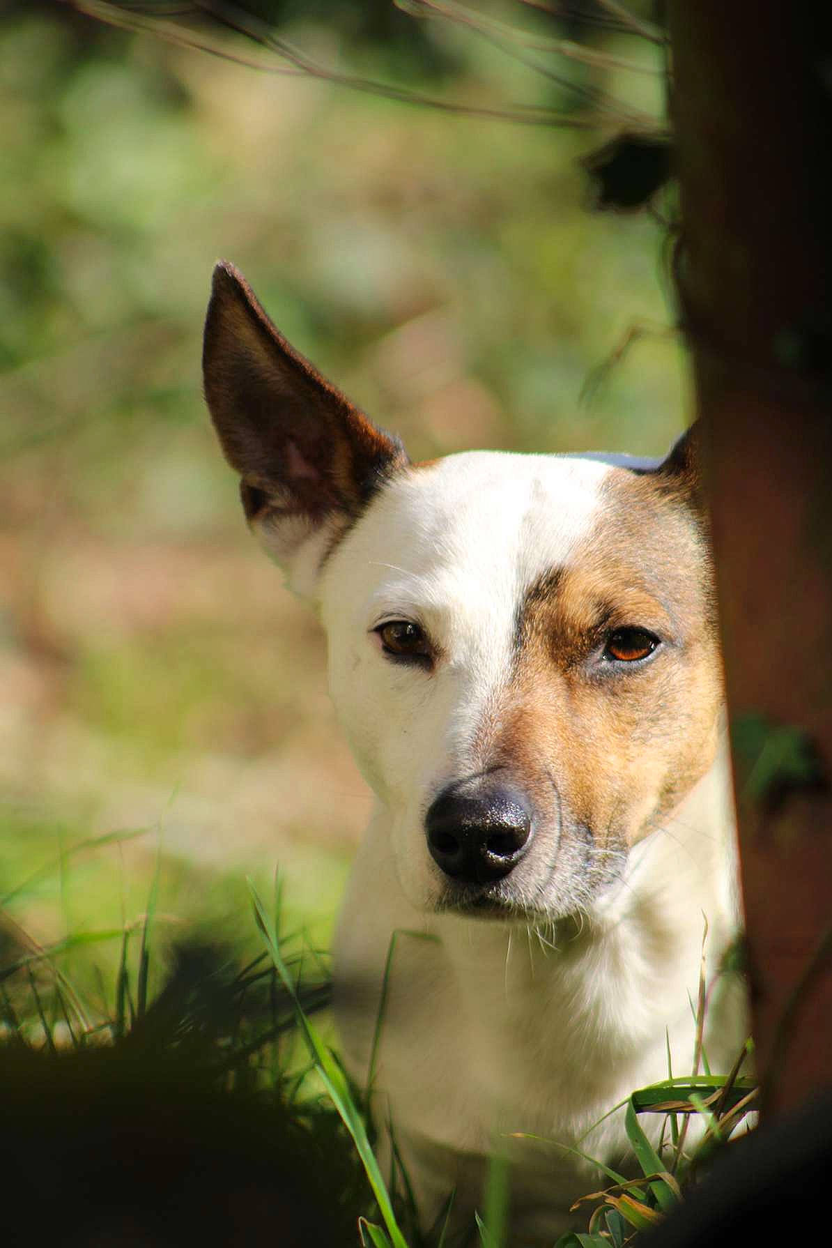 Milo