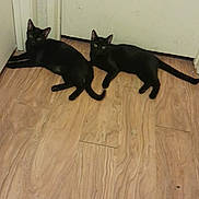 Pepsi And Dr Pepper is registered to the contest to win money with this photo: black_cat, cat, pets, animal, indoor, wooden_floor, door, resting, feline, pair, curious, looking_at_camera, two_animals, domestic_cat, companions, flooring, relaxed, ears_up, whiskers, tail