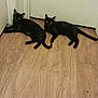 black_cat, cat, pets, animal, indoor, wooden_floor, door, resting, feline, pair, curious, looking_at_camera, two_animals, domestic_cat, companions, flooring, relaxed, ears_up, whiskers, tail