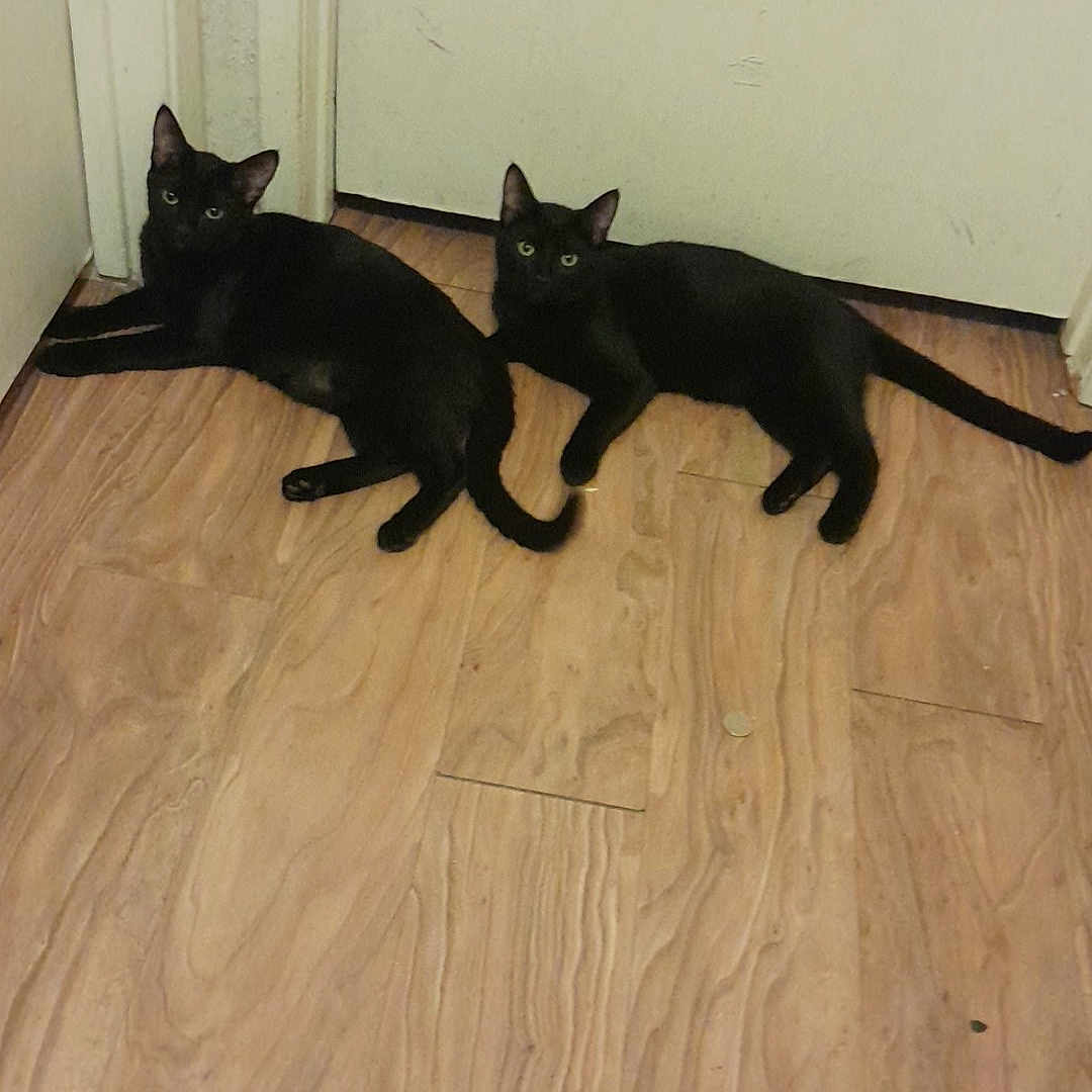 Pepsi And Dr Pepper is registered to the contest to win money with this photo: animal, black_cat, cat, companions, curious, domestic_cat, door, ears_up, feline, flooring, indoor, looking_at_camera, pair, pets, relaxed, resting, tail, two_animals, whiskers, wooden_floor