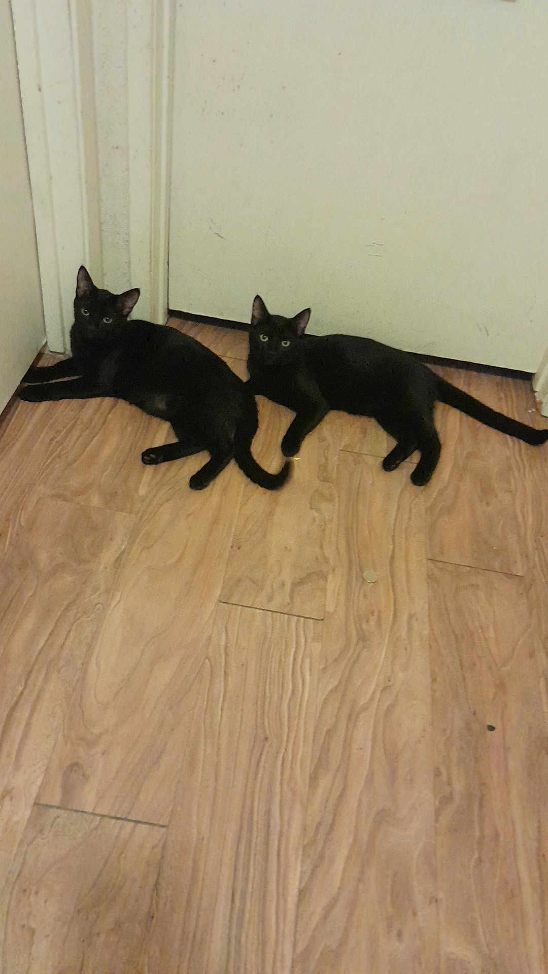 Pepsi And Dr Pepper is registered to the contest to win money with this photo: black_cat, cat, pets, animal, indoor, wooden_floor, door, resting, feline, pair, curious, looking_at_camera, two_animals, domestic_cat, companions, flooring, relaxed, ears_up, whiskers, tail