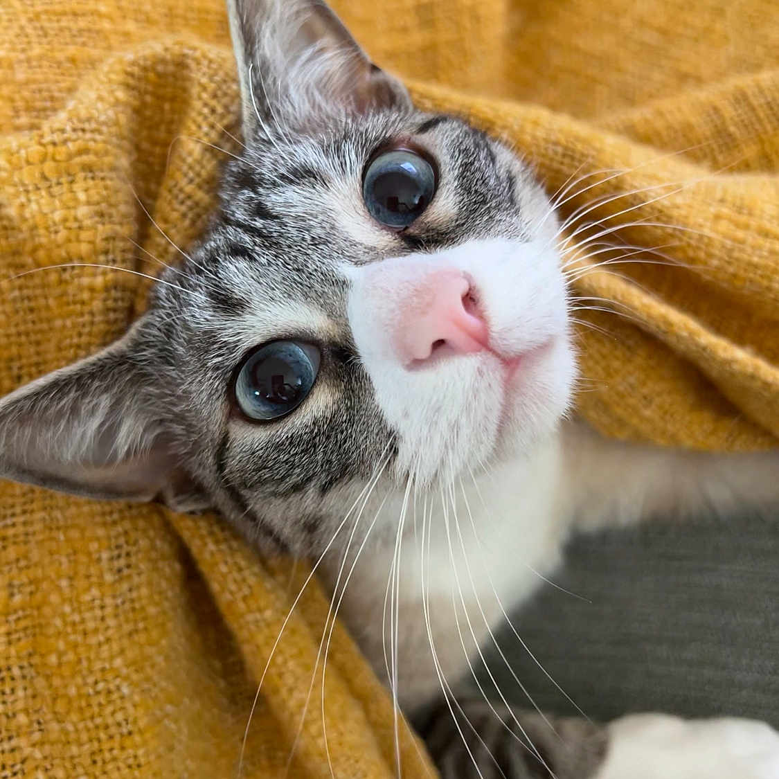 Shiro participe au concours pour gagner de l'argent avec cette photo : abyssinian, animal, blanket, cat, homedecor, kitten, linen, manx, pet, quilt, siamese, towel