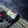 Pebbles joined the competition — help win amazing prizes! dog, small_dog, sleeping, blanket, couch, indoor, floor, carpet, toy, curled_up, furry, pet, resting, cozy, fur, living_room, domestic, quiet, relaxing, home