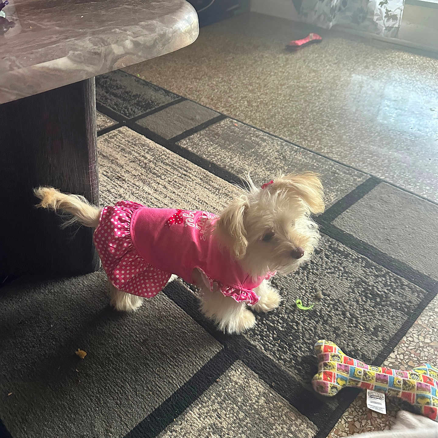 Pebbles is registered to the contest to win money with this photo: small_dog, pink_clothing, polka_dot, dog_toy, indoor, rug, table, curtain, natural_light, floor, pet, domestic, animal, fur, playful, cozy, carpet, corner, window, home