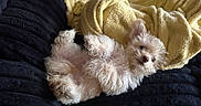 Pebbles is registered to the contest to win money with this photo: dog, small_dog, fluffy, curly_hair, lying_down, black_surface, blanket, yellow_blanket, relaxed, pet, cute, indoors, fur, animal, sleepy, cozy, paw, nose, ears, companion