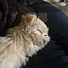 Pebbles is registered to the contest to win money with this photo: puppy, dog, sleeping, fluffy, cozy, blanket, pet, resting, cute, fur, animal, domestic_animal, indoors, closeup, peaceful, soft, snuggle, companion, relaxation, young