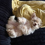 Pebbles is registered to the contest to win money with this photo: dog, puppy, fluffy, curly_fur, lying_down, couch, blanket, yellow_blanket, black_couch, pet, cute, relaxed, indoor, cozy, small_dog, fur, animal, resting, adorable, home