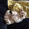 dog, puppy, fluffy, curly_fur, lying_down, couch, blanket, yellow_blanket, black_couch, pet, cute, relaxed, indoor, cozy, small_dog, fur, animal, resting, adorable, home