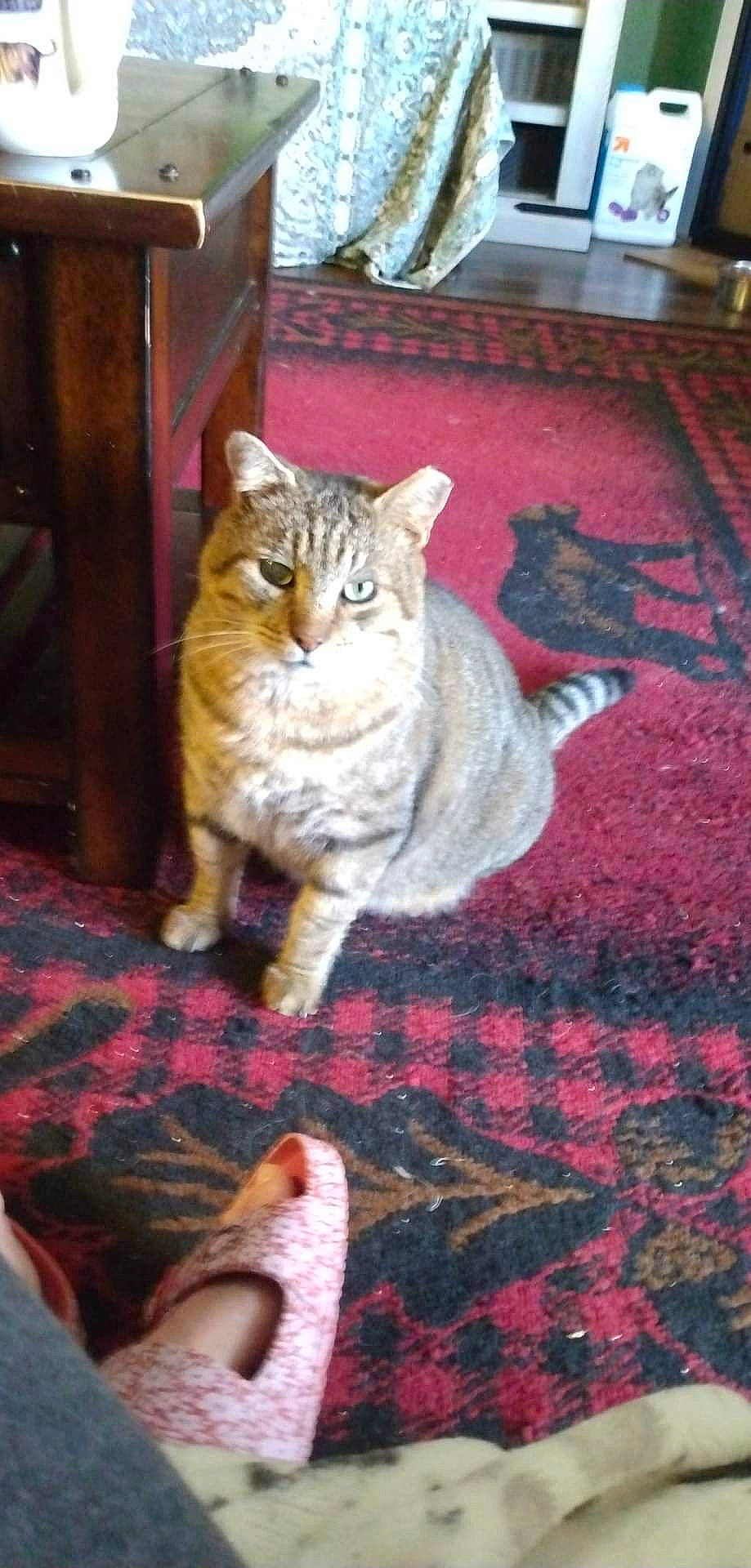 Thor is registered to the contest to win money with this photo: carnivore, carpet, cat, domestic_short_haired_cat, door, fawn, felidae, flooring, foot, fur, human_leg, pattern, paw, small_to_medium_sized_cats, snout, tail, tree, whiskers, window, wood