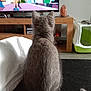 Arwen participe au concours pour gagner de l'argent avec cette photo : cat, gray_cat, feline, pet, indoor, carpet, television, animation, tv_screen, wooden_furniture, gaming_console, salt_lamp, litter_box, tail, fur, living_room, cozy, entertainment, foot, home