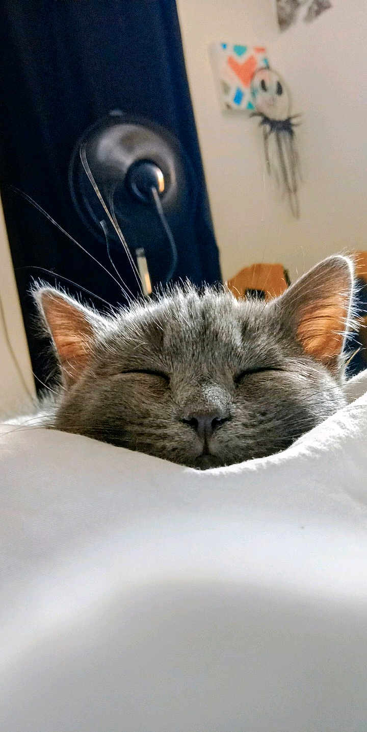 Arwen a rejoint le concours — aidez-le/la à gagner de superbes lots ! cat, sleeping, gray_cat, whiskers, ears, blanket, close_up, indoor, cozy, pet, feline, resting, soft, fur, peaceful, cute, home, comfort, nap, domestic_animal