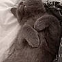 Arwen a rejoint le concours — aidez-le/la à gagner de superbes lots ! cat, sleeping, gray, fur, pet, cozy, bed, blanket, paws, relaxed, cute, indoor, animal, resting, feline, soft, domestic_animal, whiskers, closeup, comfort
