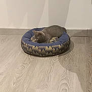 Arwen participe au concours pour gagner de l'argent avec cette photo : kitten, cat, pet_bed, blue, gray, floor, wood_floor, indoor, shadow, wall, plush, animal, small, resting, cozy, furniture, domestic_animal, cute, comfortable, home