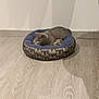 kitten, cat, pet_bed, blue, gray, floor, wood_floor, indoor, shadow, wall, plush, animal, small, resting, cozy, furniture, domestic_animal, cute, comfortable, home
