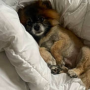 Boo is registered to the contest to win money with this photo: dog, pomeranian, fluffy, pet, blanket, bed, cozy, cute, fur, animal, resting, indoors, paw, sleepy, relaxed, white, soft, companion, portrait, comfort