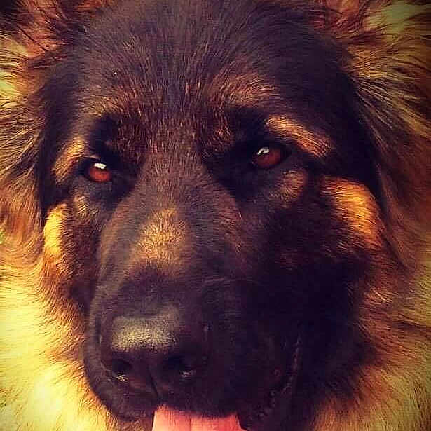 Scooby