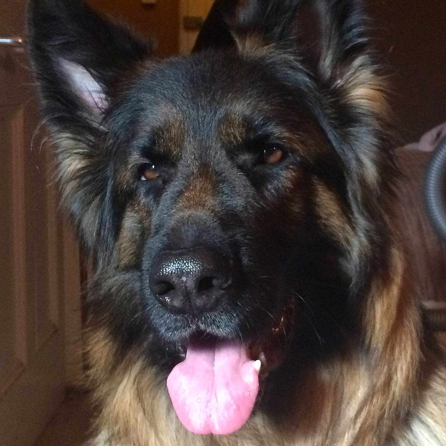 Scooby