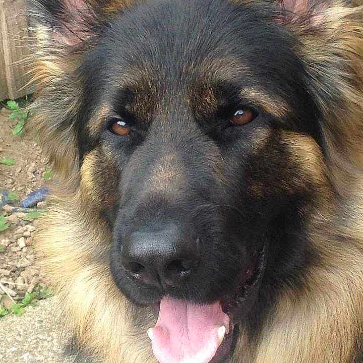 Scooby is registered to the contest to win money with this photo:
