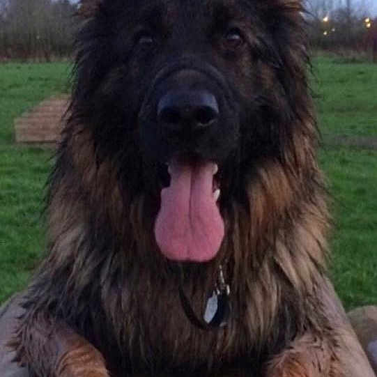 Scooby
