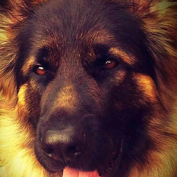 Scooby