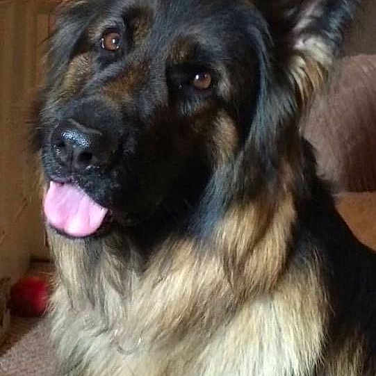 Scooby