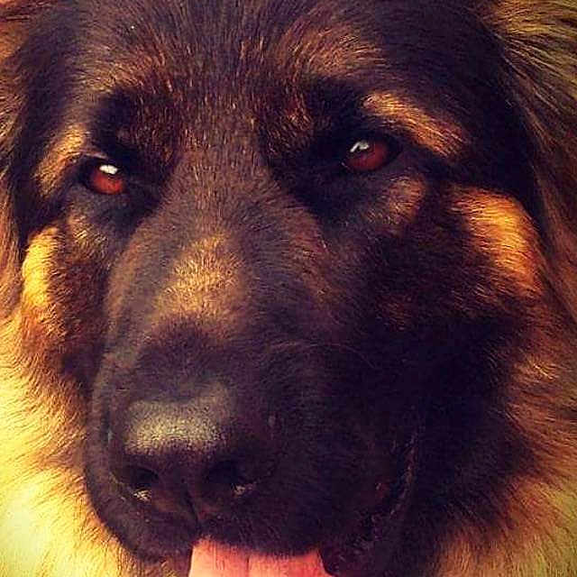 Scooby