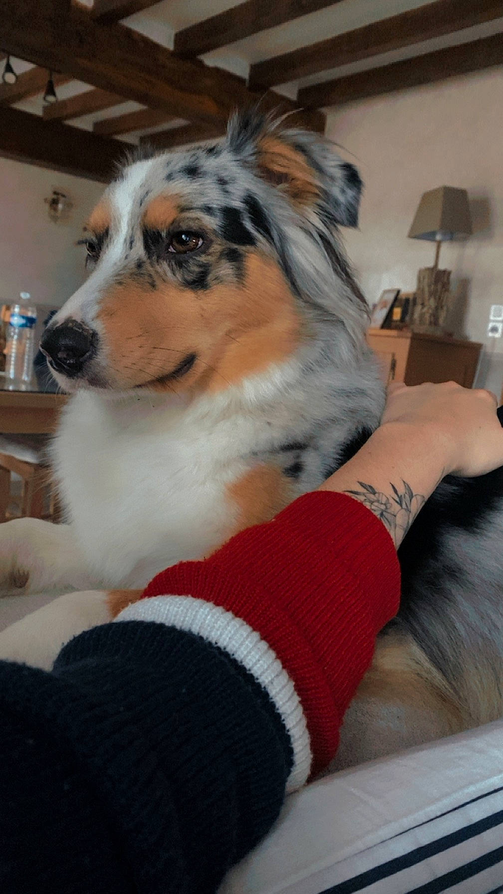 Tya participe au concours pour gagner de l'argent avec cette photo : canidae, carnivore, collar, comfort, companion_dog, dog, dog_breed, dog_collar, fawn, flooring, foot, fur, herding_dog, human_leg, snout, sporting_group, terrestrial_animal, toy_dog, whiskers, working_dog