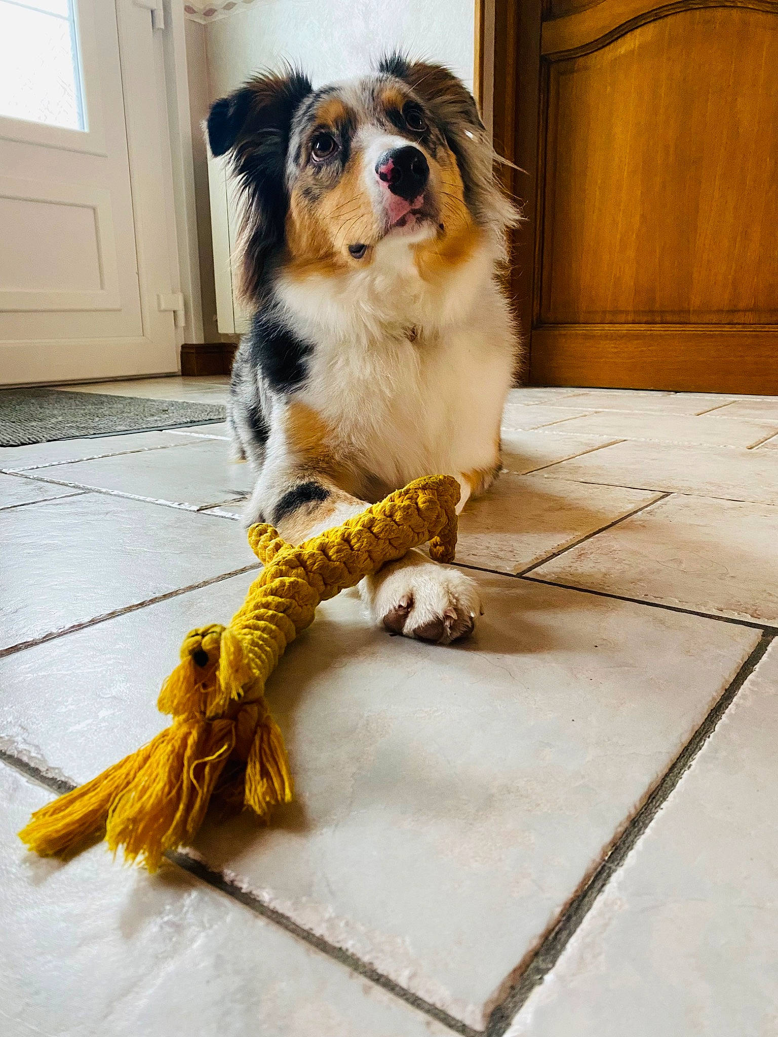 Tya a rejoint le concours — aidez-le/la à gagner de superbes lots ! art, canidae, carnivore, companion_dog, dog, dog_breed, dog_supply, door, flooring, fur, hardwood, paw, sporting_group, tail, toy, varnish, whiskers, wood, wood_stain, working_dog