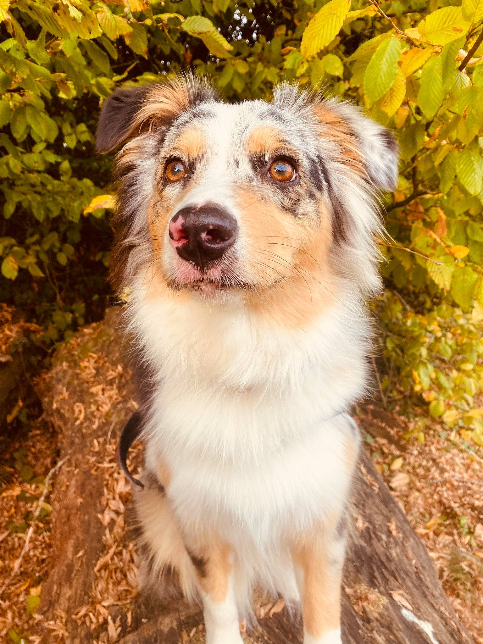 Tya a rejoint le concours — aidez-le/la à gagner de superbes lots ! australian_collie, australian_shepherd, border_collie, canidae, carnivore, companion_dog, dog, dog_breed, fawn, fur, grass, miniature_australian_shepherd, plant, snout, sporting_group, terrestrial_animal, tree, whiskers, wildlife, working_dog