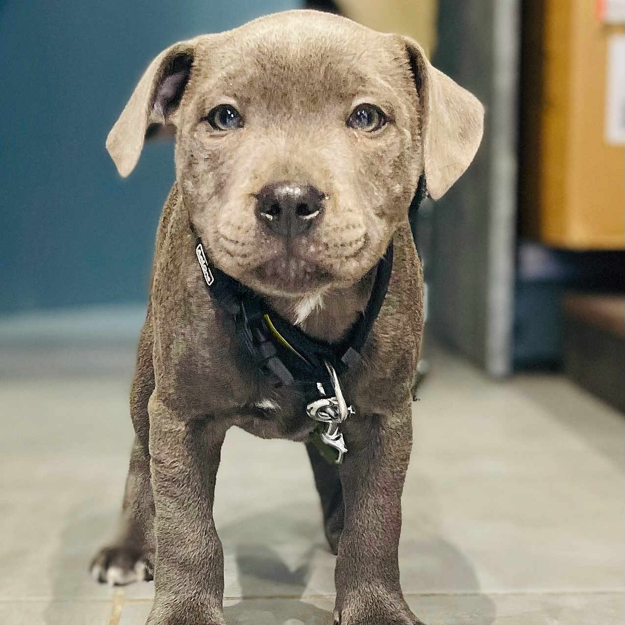 Tao a rejoint le concours — aidez-le/la à gagner de superbes lots ! animal, background_blur, brown, canine, closeup, collar, curious, cute, dog, ears, floor, fur, indoor, looking, paws, pet, puppy, standing, tile_floor, young