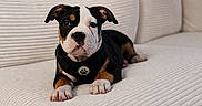 Scarlet joined the competition — help win amazing prizes! puppy, dog, black_and_white, couch, indoor, pet, cute, fur, animal, young_dog, relaxed, portrait, paw, sitting, looking_at_camera, domestic_animal, companion, canine, pet_accessory, comfortable