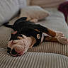 Scarlet joined the competition — help win amazing prizes! puppy, dog, sleeping, couch, indoor, pet, resting, canine, fur, black, brown, white, comfortable, cozy, blanket, living_room, soft, relaxation, household, nap