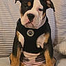 Scarlet is registered to the contest to win money with this photo: puppy, dog, pet, sitting, couch, indoor, harness, black, brown, white, cute, young, canine, fur, ears, face, paw_print, cozy, blanket, relaxed