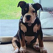 Scarlet is registered to the contest to win money with this photo: puppy, dog, pet, indoor, sitting, floor, glass_door, harness, brown, black, white, cute, young_dog, animal, ears, tail, looking, natural_light, background, wood_floor