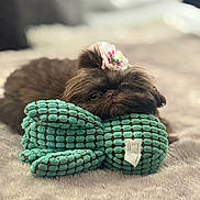 Izzabella joined the competition — help win amazing prizes! puppy, dog, toy, stuffed_animal, carpet, fluffy, brown, cute, accessory, hair_bow, resting, indoor, pet, animal, soft, texture, closeup, lying_down, comfort, blurred_background
